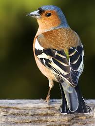 Chaffinch I Ve Had One Of These Guys Outside The Last Few Days Such A Cheery Pet Birds Chaffinch Backyard Birds