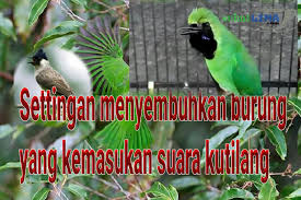 Foto burung cucak ijo / greater green leafbird. Settingan Dan Cara Menghilangkan Suara Burung Kutilang Tilang Sobat Lima