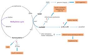 Dna double helix nucleic acids and nucleotides. Biomolecules Editor S Choice