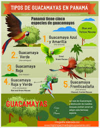 5 Tipos De Guacamayas En Panama Panama Himgpanama Panama City Panama Colon Panama Panama Travel