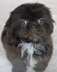 We did not find results for: Shih Tzu Puppy Heavenly Puppies