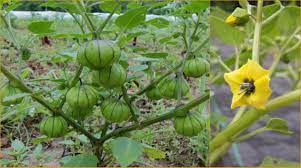 There are many tomatillo companion plants for you to choose from. How To Grow Tomatillo Plants In Your Garden