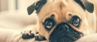 We did not find results for: Should I Brush My Dog S Teeth Regularly Covenant Dentistry