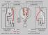 3 Speed Ceiling Fan Wiring Diagram