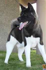 American Akita Dog Black And White Popular Pins Akita Dog Dogs Dog Breeds