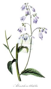 Image result for Monopsis stellarioides