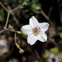 Image result for Commicarpus pilosus