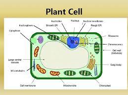 Check spelling or type a new query. Cytology Branch Of Biology That Deals With The
