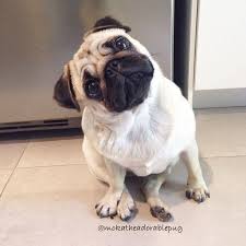 Find local pug in dogs and puppies in the uk and ireland. Baby Pug Dog Price In Coimbatore Pug Puppies Baby Pug Dog Puppies