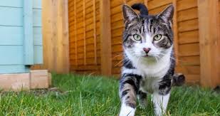 ‪Cat Spraying & Marking Territory: Tips for Owners - Woodgreen Pets Charity‬‏