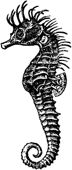 Seahorse Seahorse Painting Seahorse Clip Art