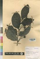 Image result for Morinda lucida