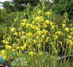 Image result for Albuca setosa