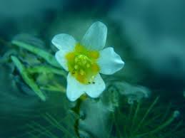 Image result for Cabombaceae