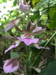 Image result for Hetaeria heterosepala