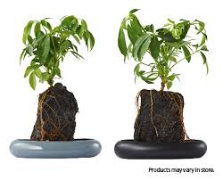 Heading Back To The Office Brighten Your Desk With An Aldi Volcanic Rock Indoor Plant
