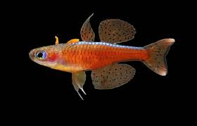 Click here for more about buying aquarium fish from us.: Red Neon Blue Eye Rainbowfish Pseudomugil Luminatus Platinum Cichlids