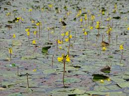 Image result for Utricularia welwitschii