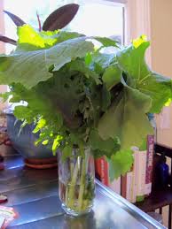 Kale Bouquet Have A Surplus Of Kale In The Garden Don T Want It To Bolt Kale Will Last In About A Inch Of Water On Our Counter Herbs Kale Food