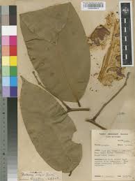 Image result for Baikiaea insignis
