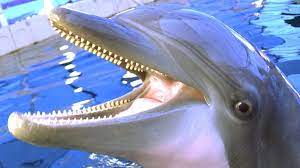 1 how to obtain 2 stats 3 pet leveling xp tables 4 kat caretaking costs 5 history the dolphin pet is obtained by killing sea. Robots Replace Costly Us Navy Mine Clearance Dolphins Bbc Future