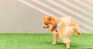 Especially in the summer heat, the urine smell can be extremely whiffy, so you may want to treat the soil to remove the bad odor. How To Get Rid Of Dog Urine Smell Home Remedies