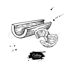 Celery Stick Hand Drawn Vector Stock Vector Colourbox One of those two functions is to carry water through the stalk. celery stick hand drawn vector