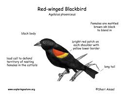 Black Bird With Yellow And Red Wing Blackbird Red Winged Black Bird Bird Facts Red Wing Blackbird