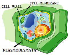 Cell Wall Lesson For Kids Definition Function Study Com