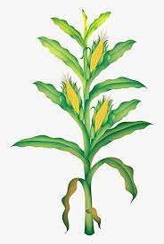 Cartoon Corn Material Cartoon Clipart Corn Clipart Cartoon Png Transparent Clipart Image And Psd File For Free Download Corn Plant Plant Cartoon Trees To Plant