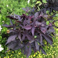 Purple sweet potato vine flower. Ipomoea Sweet Caroline Raven Buy Sweet Potato Vine Annuals Online