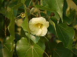 Image result for Thespesia populneoides