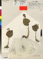 Image result for Liparis deistelii