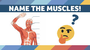 The muscular system is responsible for the movement of the human body. Muscles Of The Body Can You Name These Muscles Muscle Anatomy Physiology Quiz Youtube