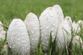 Fry mushrooms without crowding in 370 f oil until browned, 2 to 3 minutes. Coprinus Comatus Dissolving Before Your Very Eyes