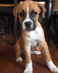 A raleigh, nc 27603 rescue helping to find loving homes for dogs, cats. Boxer Beagle Mix Vet Reviews 3 Reasons To Avoid Doggypedia