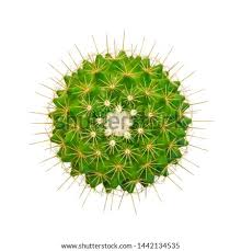 The rather small flowers are often followed by attractive red fruits which contrast nicely with the spines. Shutterstock Puzzlepix