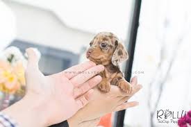 Soldto Dement M M Dachshund F Daschund Puppies Teacup Puppies Teacup Dog Breeds