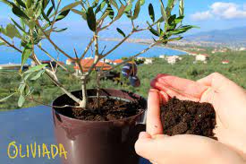 Which olive trees grow well in houston? Best Soil For Olive Trees In Pots Beginner S Guide