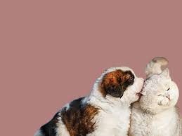 Is it ethical for veterinarians to recommend pet foods truth. Animal Clinic Of Regina