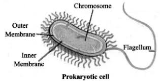 Draw well labeled diagram of a typical plant cell. Draw A Neat Labelled Diagram Of A Prokaryotic Cell Sarthaks Econnect Largest Online Education Community