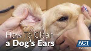 Although ear hygiene is generally not given much importance, it is one of the most sensitive points of our dog, in there are many different types of infections, so the medication does not always have to be the same. Cleaning A Dog S Ears Veterinary Training Youtube
