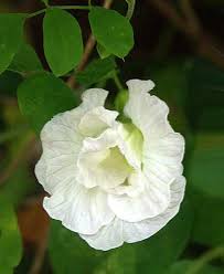 Image result for Clitoria ternatea