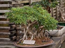 Maybe you would like to learn more about one of these? 22 Best Trees For Bonsai You Should Know About Bonsai Tree Types Indoor Bonsai Tree Bonsai Plants