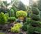 North Star Dwarf White Spruce