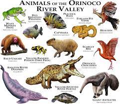Animals Of The Orinoco River Valley By Rogerdhall Deviantart Com On Deviantart Amazon Animals Animals Wild Unique Animals