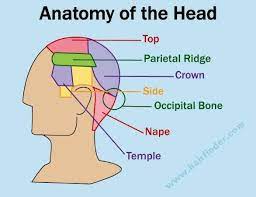 Anatomy Of The Head Diy Haircut Cosmetology School Cosmetology Student