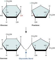 Carbohydrates - Biological Molecules - Mcat Review
