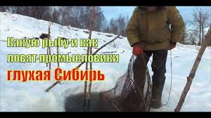 Kak Lovyat Promysloviki Rybu Zimoj Na Obi Gluhaya Sibir Youtube