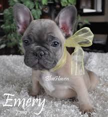 She has her first tries. Blue Fawn Bluehaven French Bulldogsbluehaven French Bulldogs